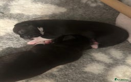 Chihuahua dogs for sale: 4 Stunning Male Apple Head Chihuahua Puppies - Image 4