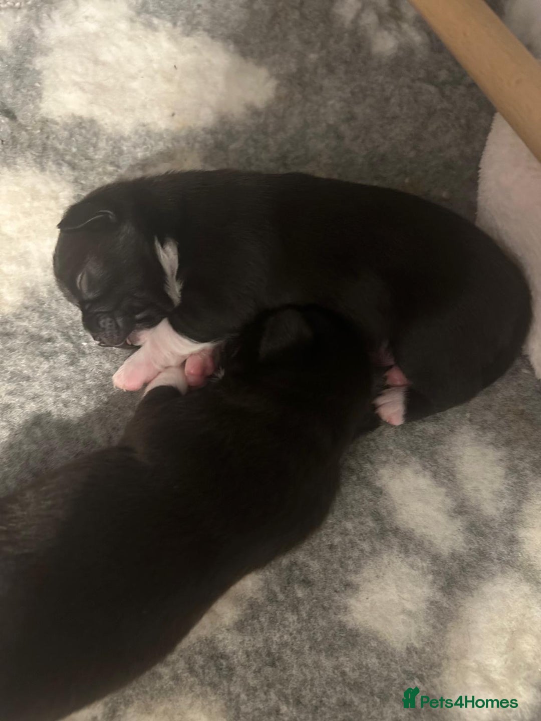 Chihuahua dogs for sale: 4 Stunning Male Apple Head Chihuahua Puppies - Image 4