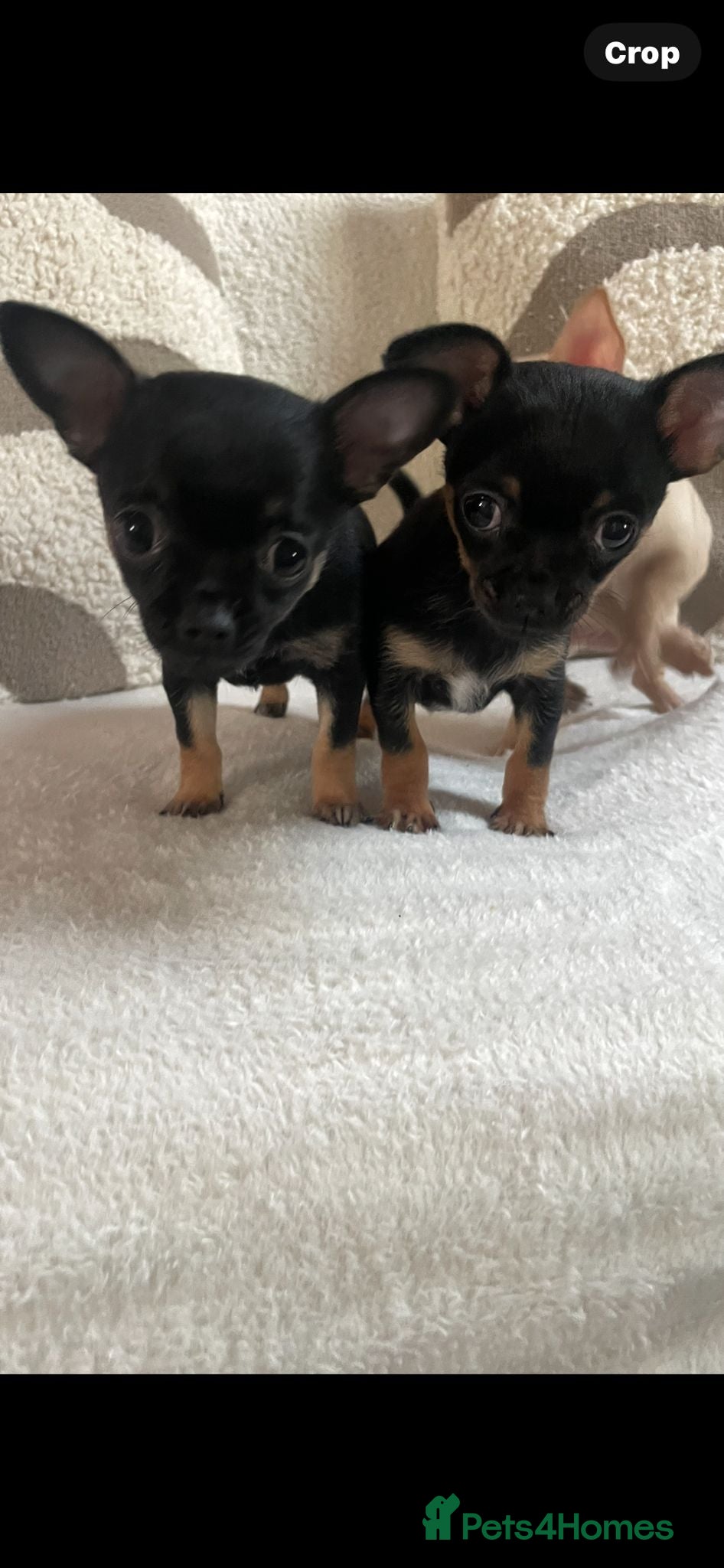 Chihuahua dogs Chihuahua Puppies  - Advert 3