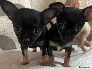 Chihuahua dogs Chihuahua Puppies - Advert 2