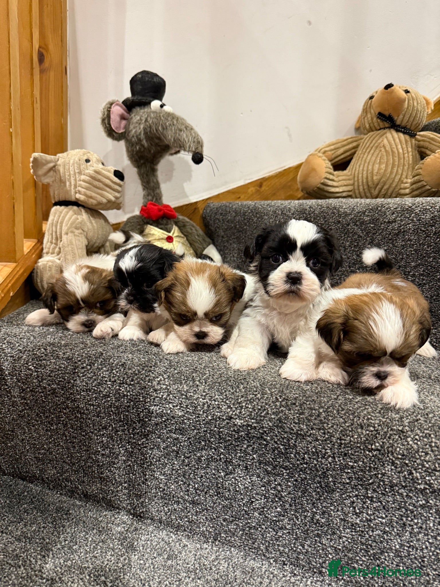 Shih Tzu dogs Late Summer Shihtzu Puppies - Advert 1