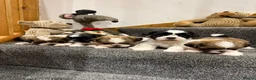 Shih Tzu dogs for sale: Late Summer Shihtzu Puppies - Advert 1