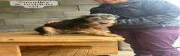 Mixed Breed dogs for adoption: Noodle, 11 months approx. Available for adoption. - Advert 12