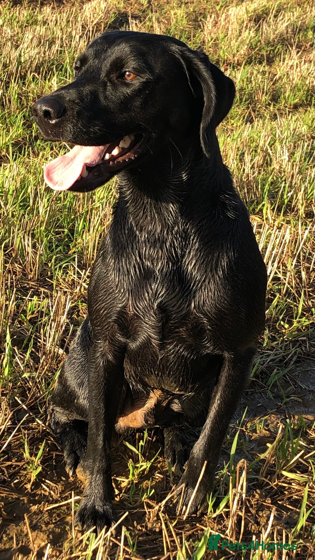 Labrador Retriever dogs for stud: KC registered black lab for stud in Banbury - Advert 2