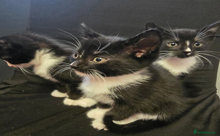 Mixed Breed cats - Advert 9