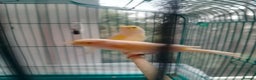 Canaries birds for sale: Yellow mosaic canaries for sale  - Advert 19