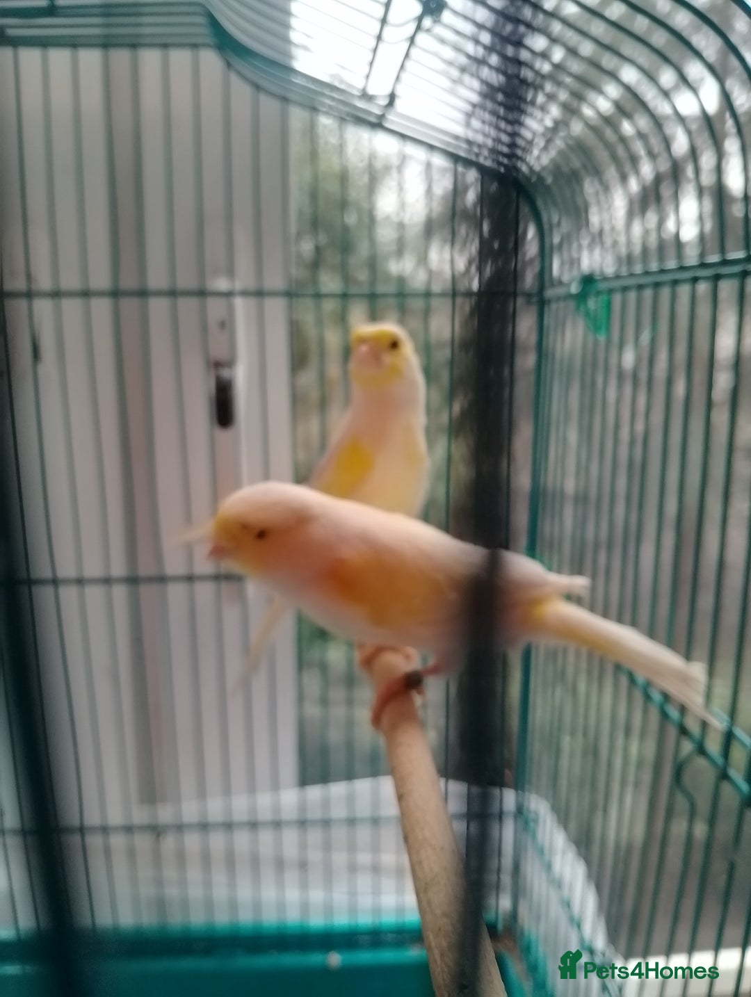 Canaries birds for sale: Yellow mosaic canaries for sale  - Advert 19