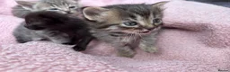 British Shorthair cats for sale: Friendly Tabby kittens  - Advert 10