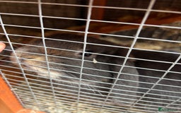Mini Lop rabbits for sale: Stunning Mini Lop - Image 2