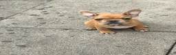 French Bulldog dogs for sale: French bulldog for sale  in Coventry - Advert 9