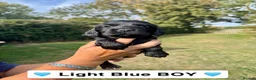 Sprocker dogs for sale: Beautiful Sprocker Puppies  in Sudbury - Advert 10