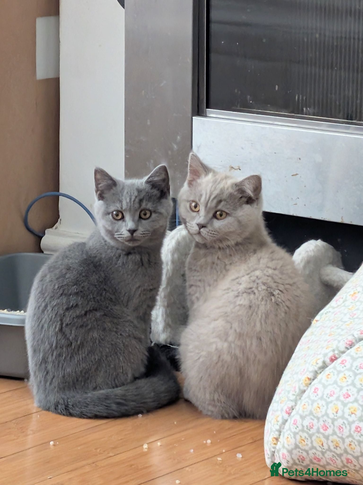 British Shorthair cats Two Beautiful Kittens are looking for home✨😸♥️ - Advert 1