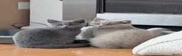 British Shorthair cats for sale: Two Beautiful Kittens are looking for home✨😸♥️ - Advert 1