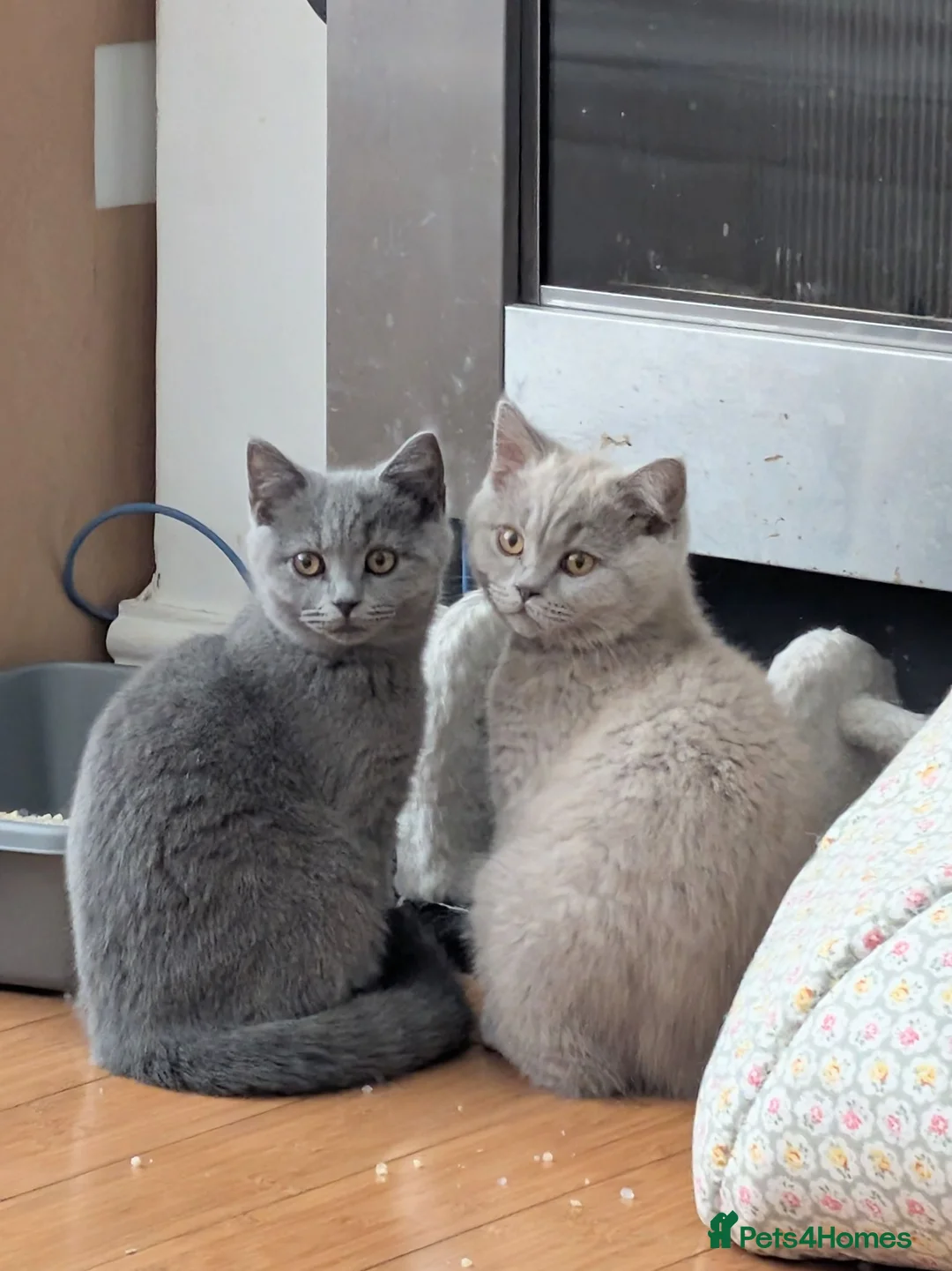 British Shorthair cats for sale: Two Beautiful Kittens are looking for home✨😸♥️ - Advert 1