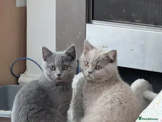 British Shorthair cats for sale: Two Beautiful Kittens are looking for home✨😸♥️ - Advert 1