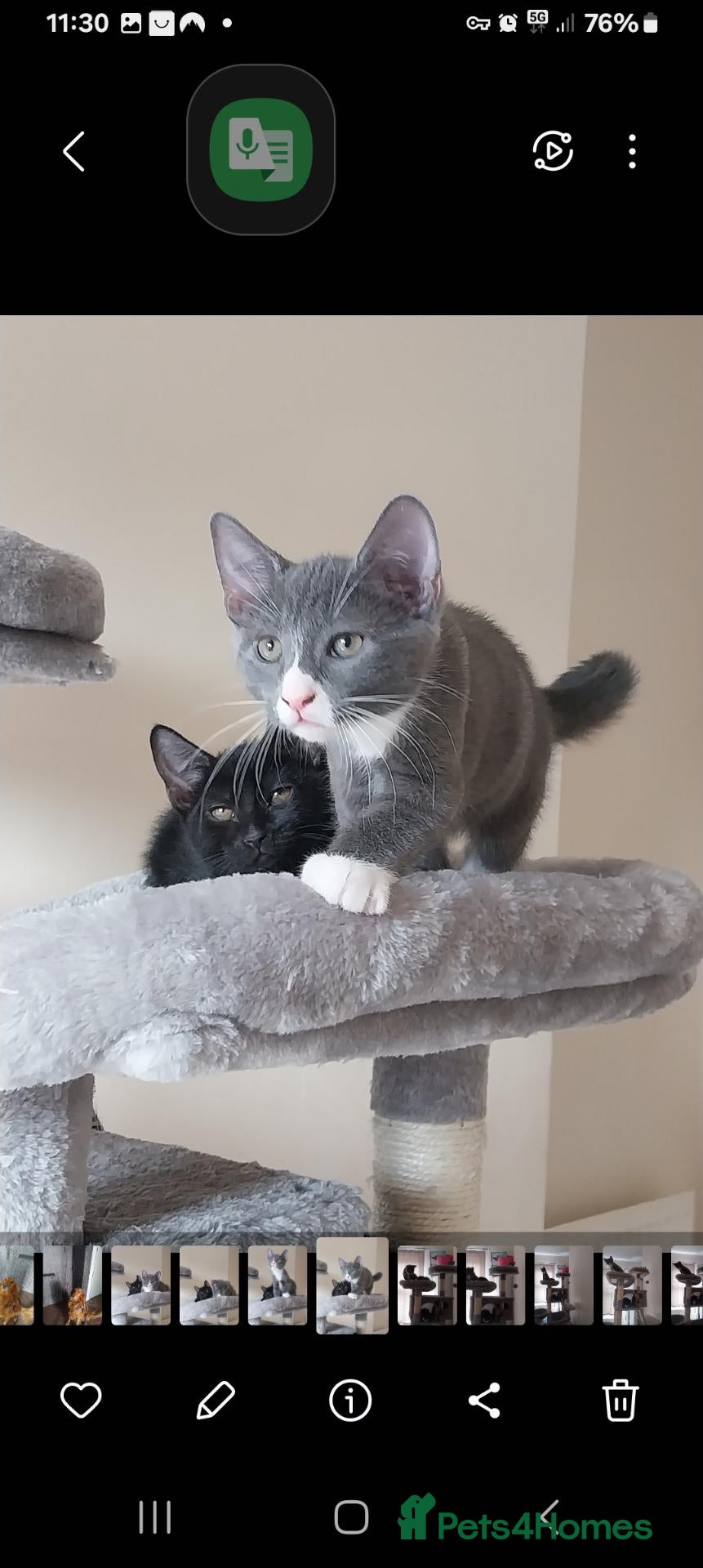 Mixed Breed cats Playful kittens looking for loving home - Advert 1
