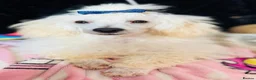 Toy Poodle dogs for sale: *REDUCED* ONLY ONE BOY AVAILABLE - Advert 3