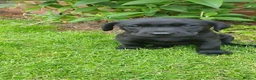 Labrador Retriever dogs for sale: KC FTCh Black Lab Boys - Elite Quality, Ready Now - Advert 16