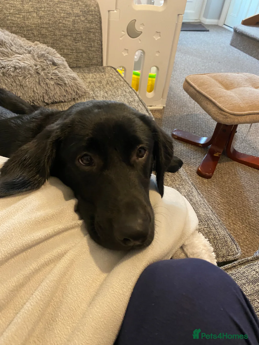 Labrador Retriever dogs for sale: KC Registered Pedigree Labrador Puppies - Advert 10