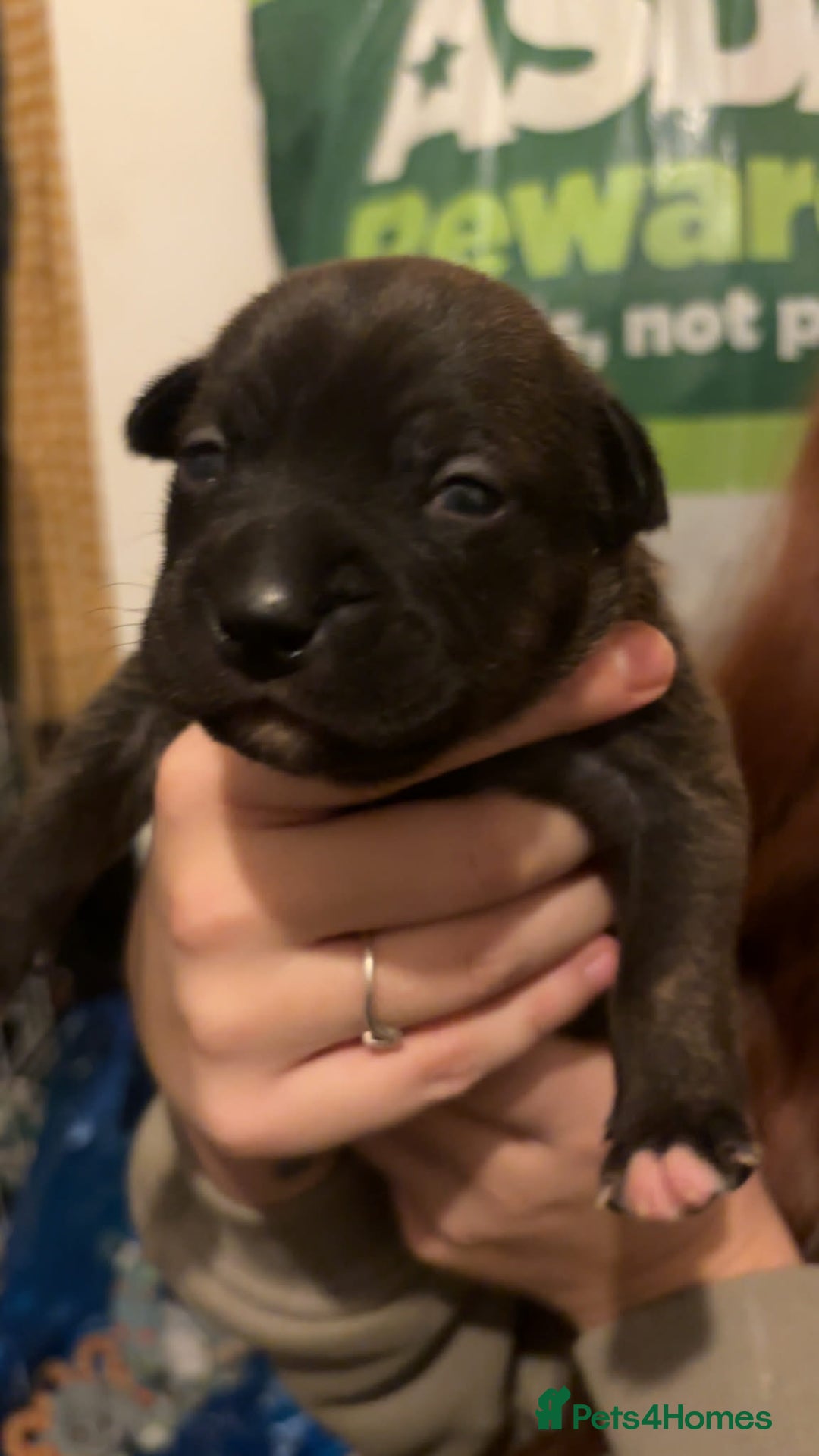 Mixed Breed dogs for sale: Bully pups  - Advert 9