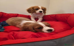 Cavalier King Charles Spaniel dogs for sale: Beautiful Cavalier King Charles Puppies - Image 9
