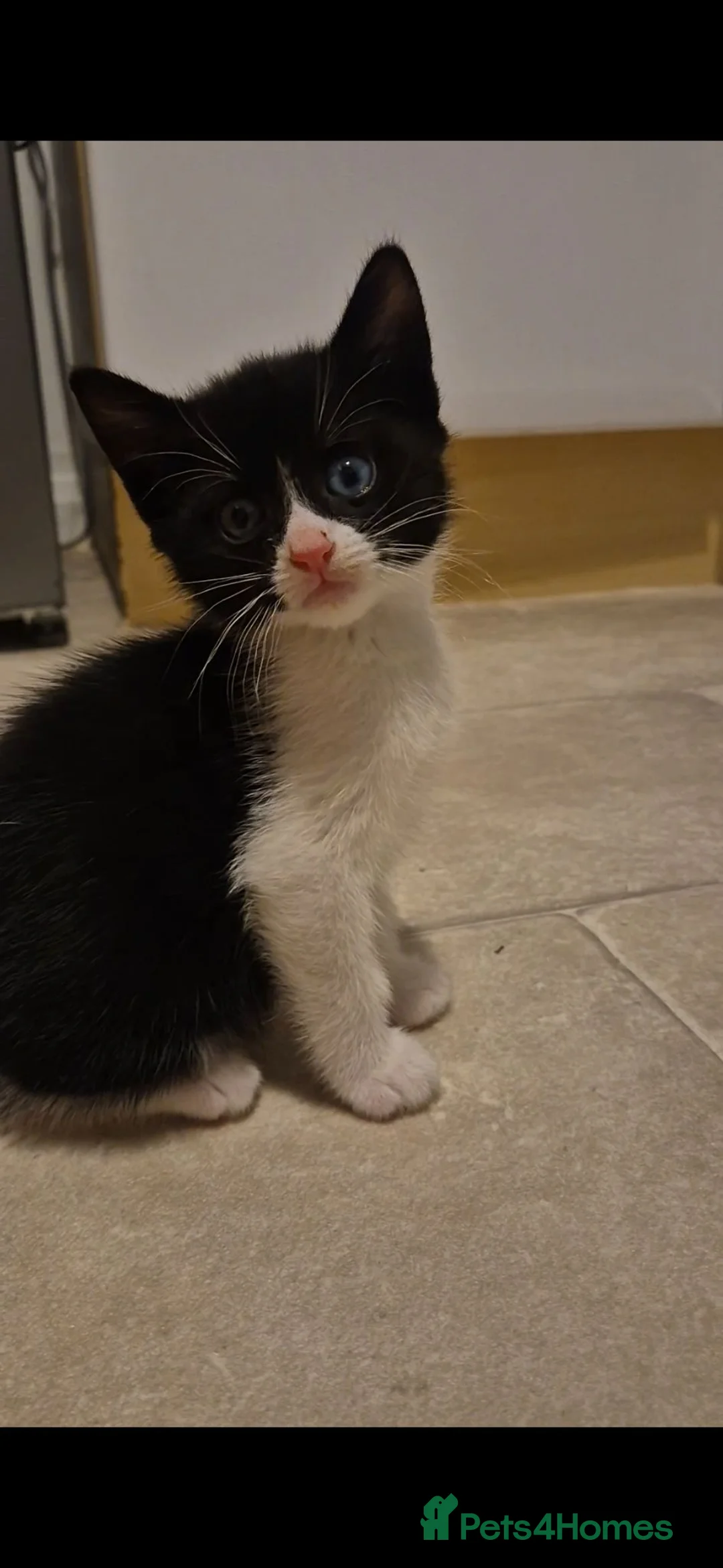 Mixed Breed cats for sale: Beautiful black and white male kitten - Advert 2