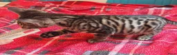 Mixed Breed cats for sale: Best Friends in Training! Bengal x sphynx  - Advert 21