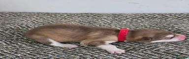 Shenzi - Red Collar 