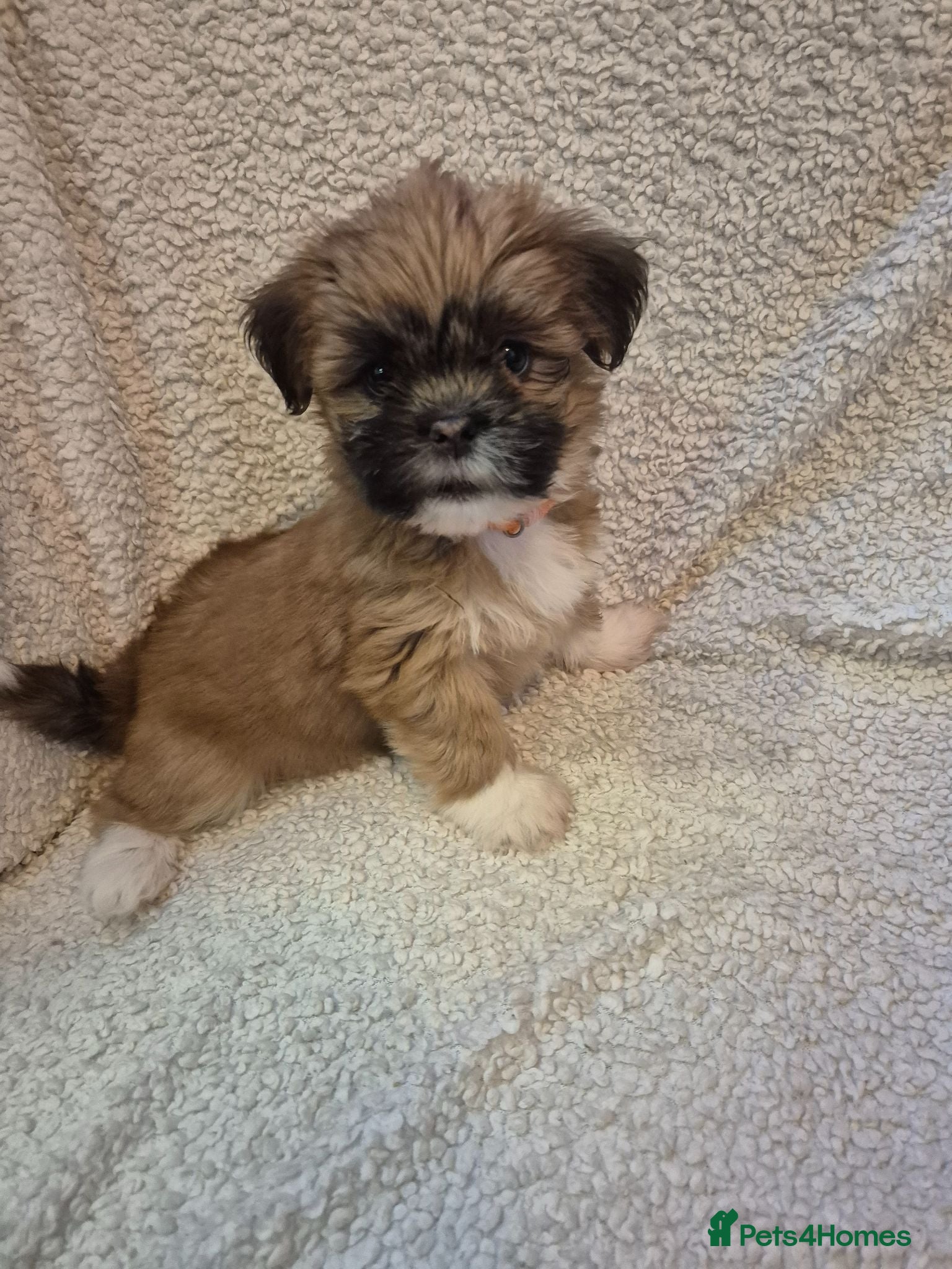 Lhasa Apso dogs LHASA APSO KC PUPPIES 1 girl left  - Advert 16