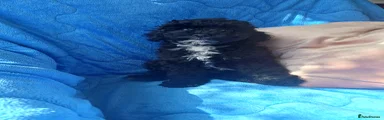 Lhasapoo Puppy 5