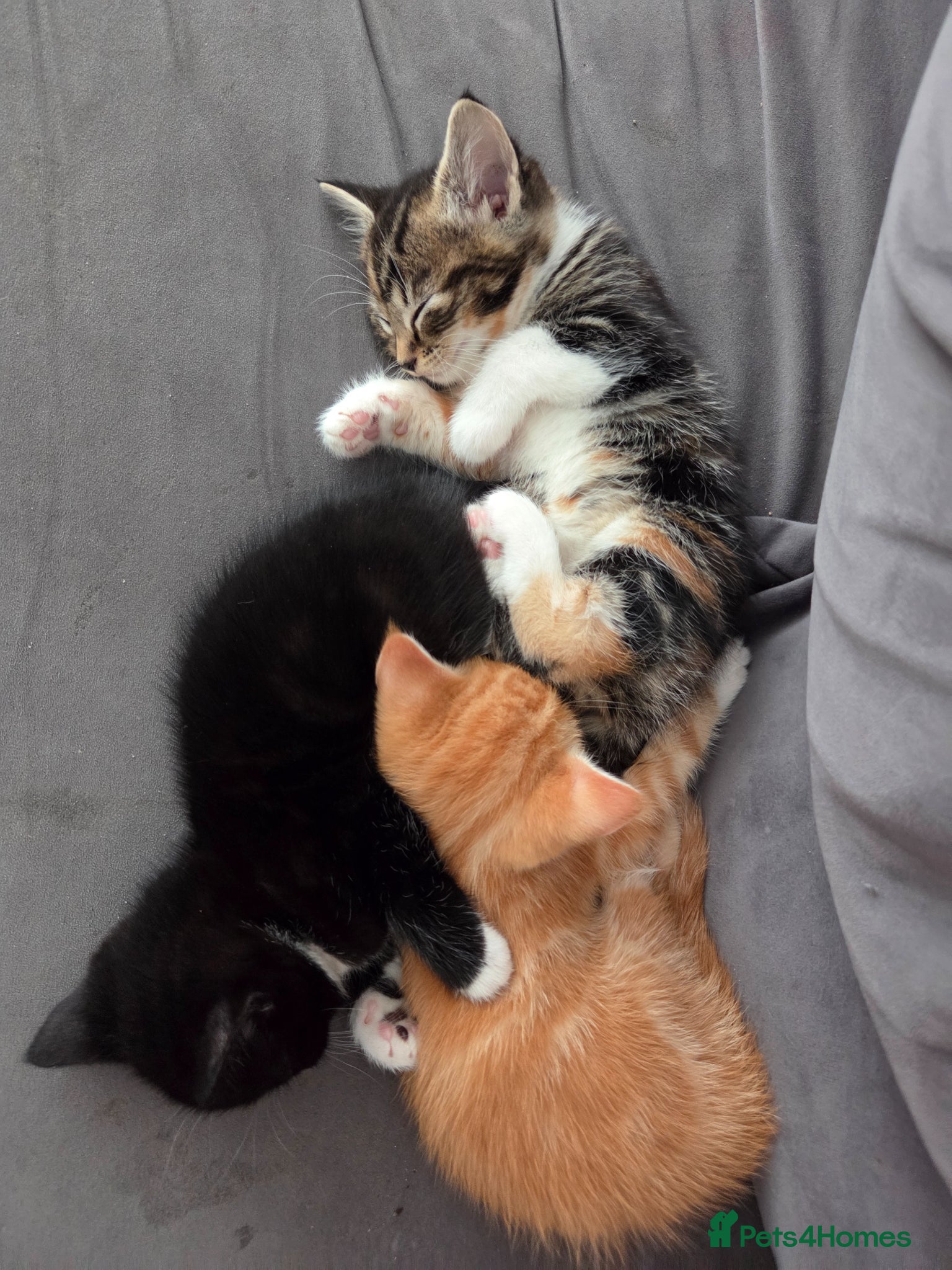 Mixed Breed cats 3 beautiful kittens *2 left*  - Advert 17