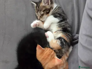 Mixed Breed cats 3 beautiful kittens *2 left* - Advert 17