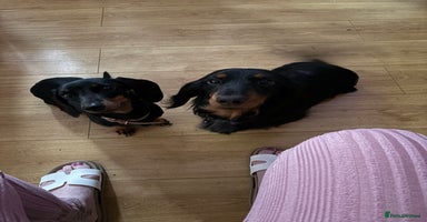 Miniature Dachshund dogs - Advert 7