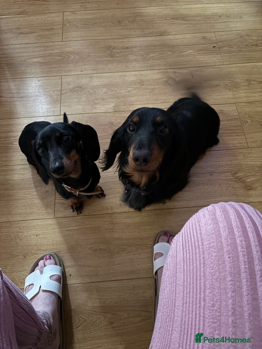 Miniature Dachshund dogs for sale: Black and brown miniature dachshund  - Image 2