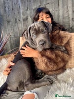 Mixed Breed dogs Last two mastiff pups available - Advert 4