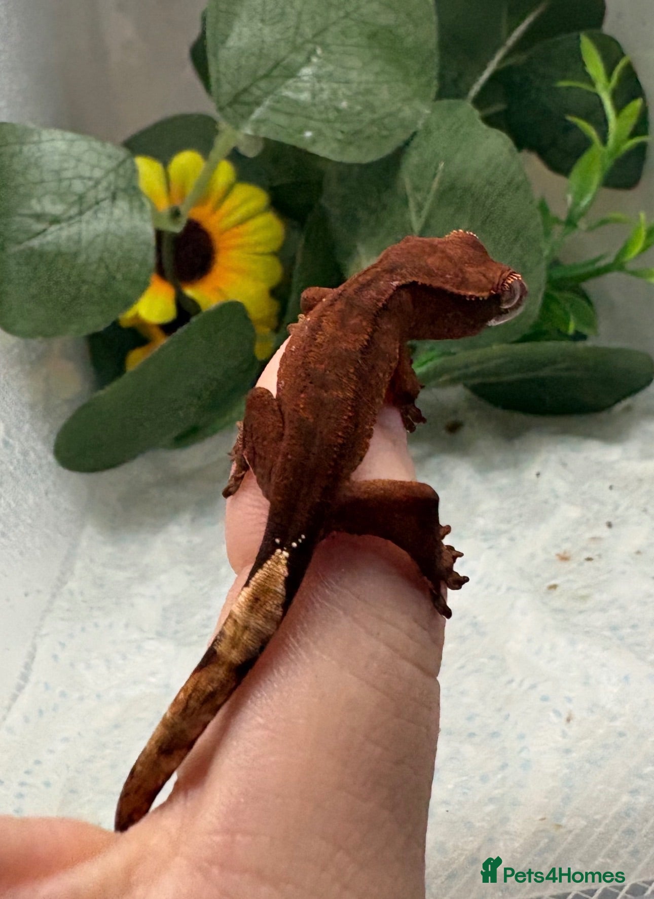 Gecko reptiles Crested Gecko Babies - Advert 7
