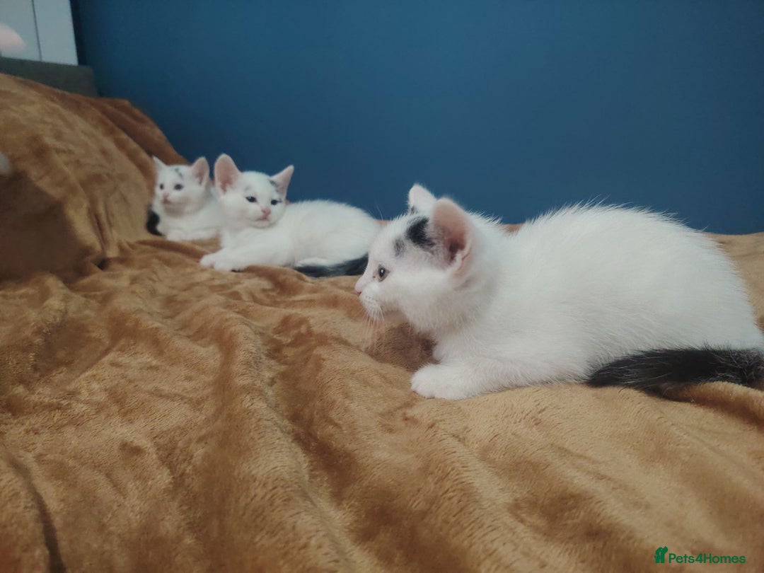 Mixed Breed cats for sale: Kittens  - Image 21