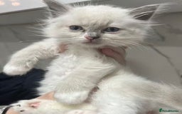 Ragdoll cats for sale: 💛💛💛Ragdolls💛💛💛 - Image 9