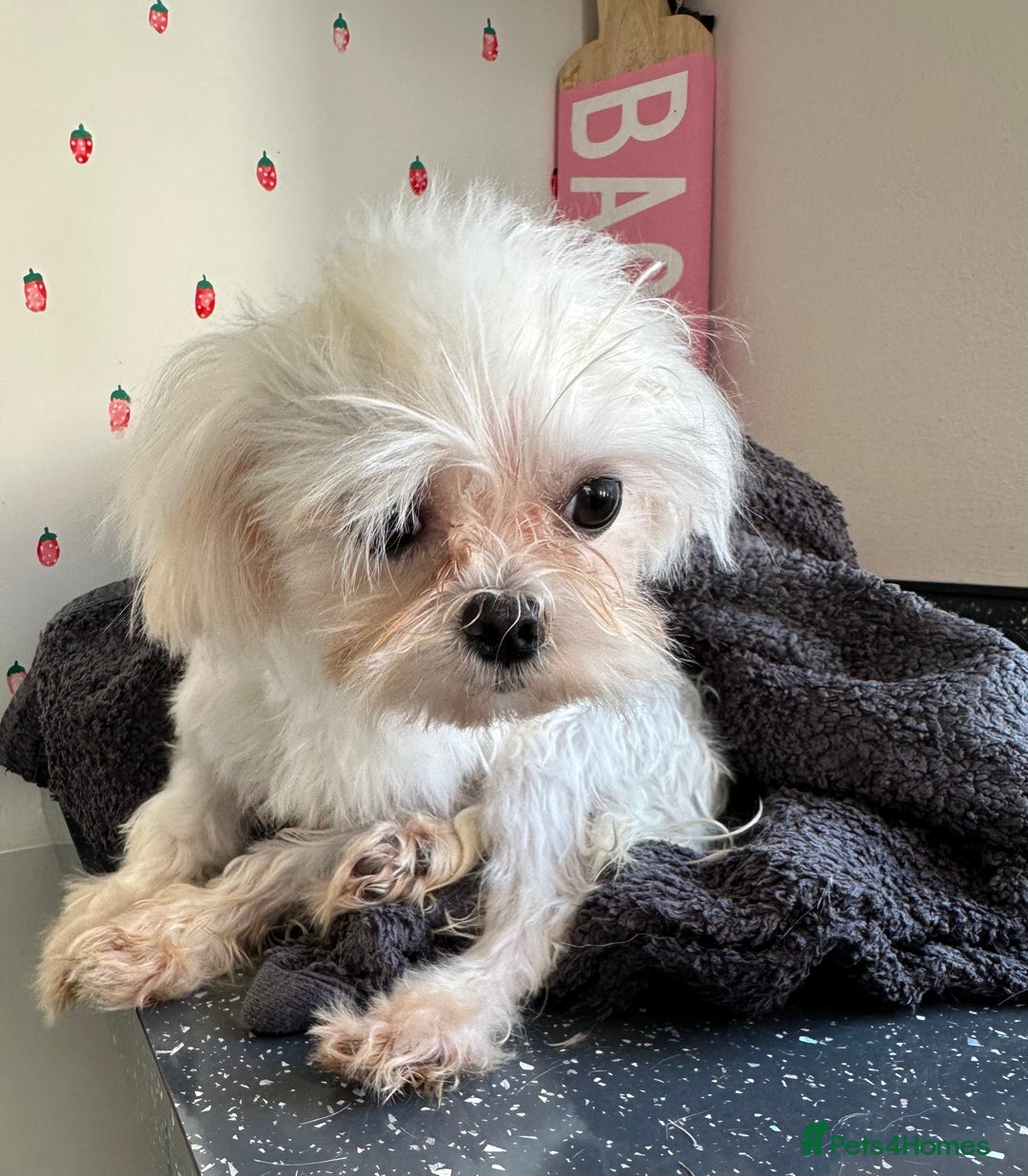 Maltese dogs for stud: Kc tiny Korean Maltese stud - Image 7