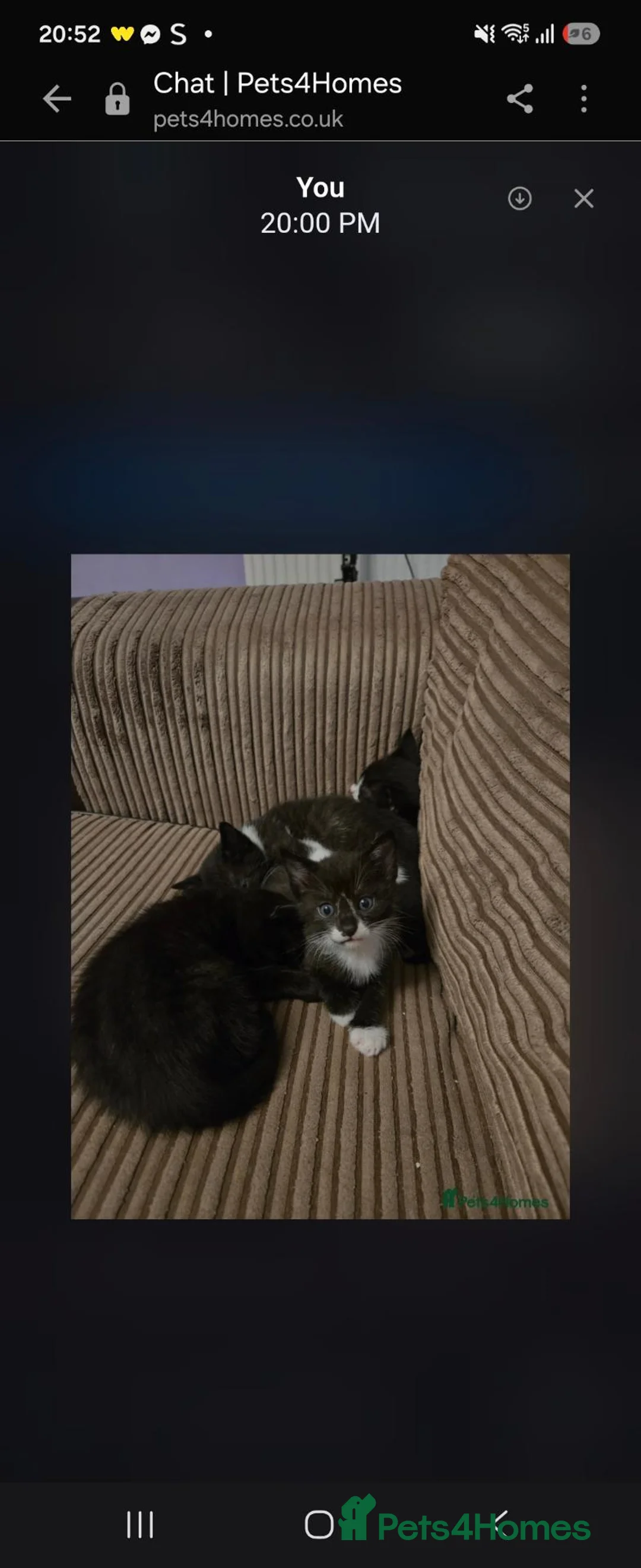 Domestic Shorthair cats for sale: Beautiful female kitten  - Advert 1