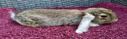 Mini Lop rabbits for sale: Cute French x Mini Lop Ready to Go!!! - Advert 9