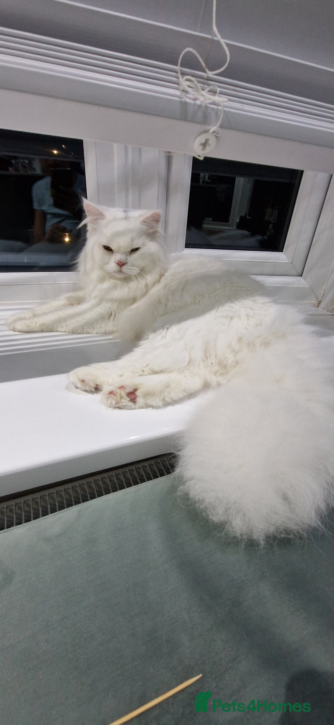 Persian cats for sale: Chinchilla Persian kittens - Advert 14