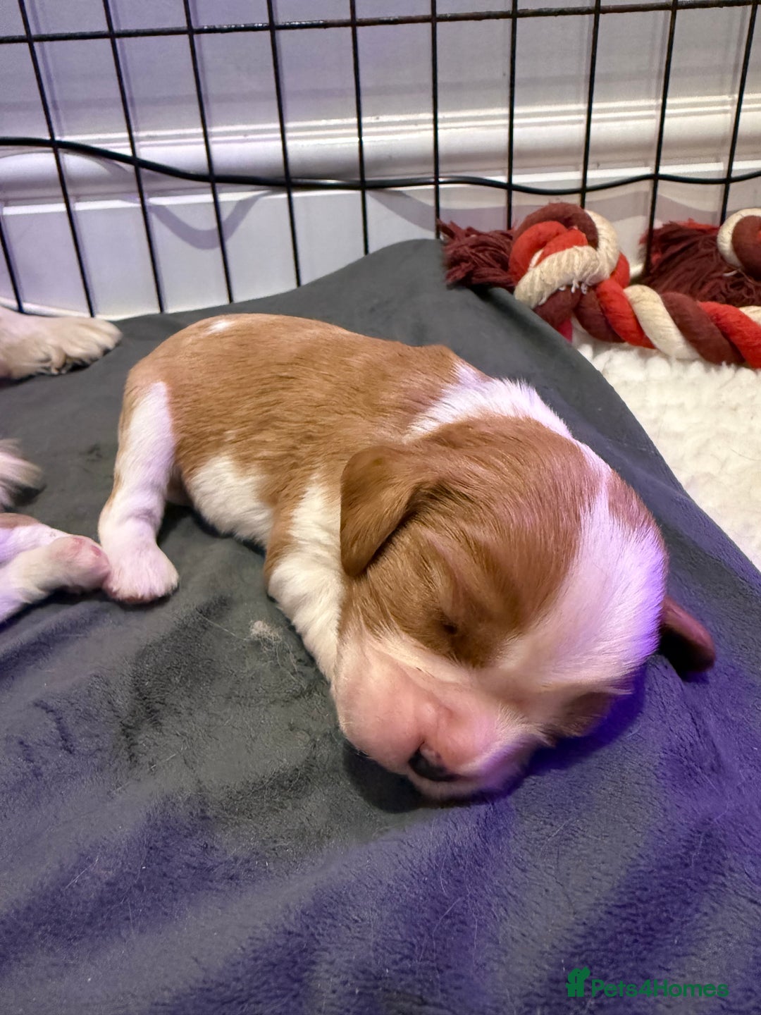 Cavalier King Charles Spaniel dogs for sale: King Charles Cavalier Puppies 5⭐️Breeder Blenheim - Advert 4