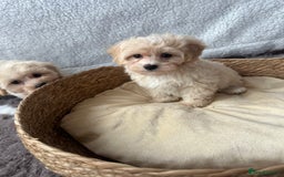 Maltipoo dogs for sale: F1 Toy Maltipoo puppys   - Image 6