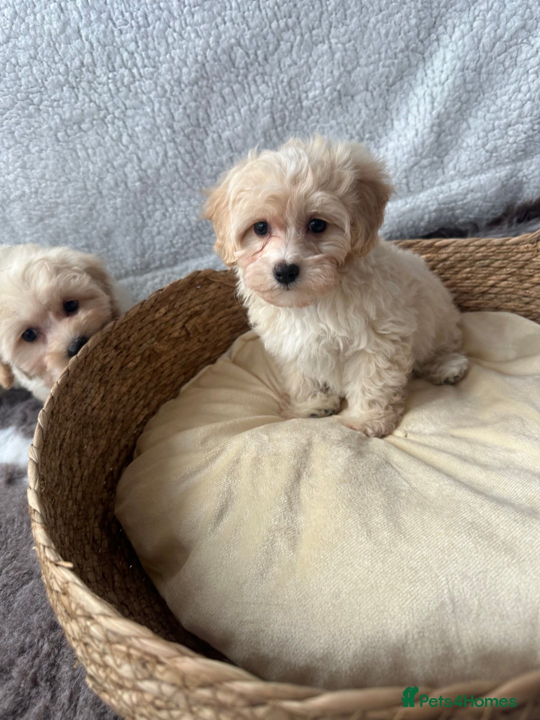 Maltipoo dogs for sale: F1 Toy Maltipoo puppys   - Image 6