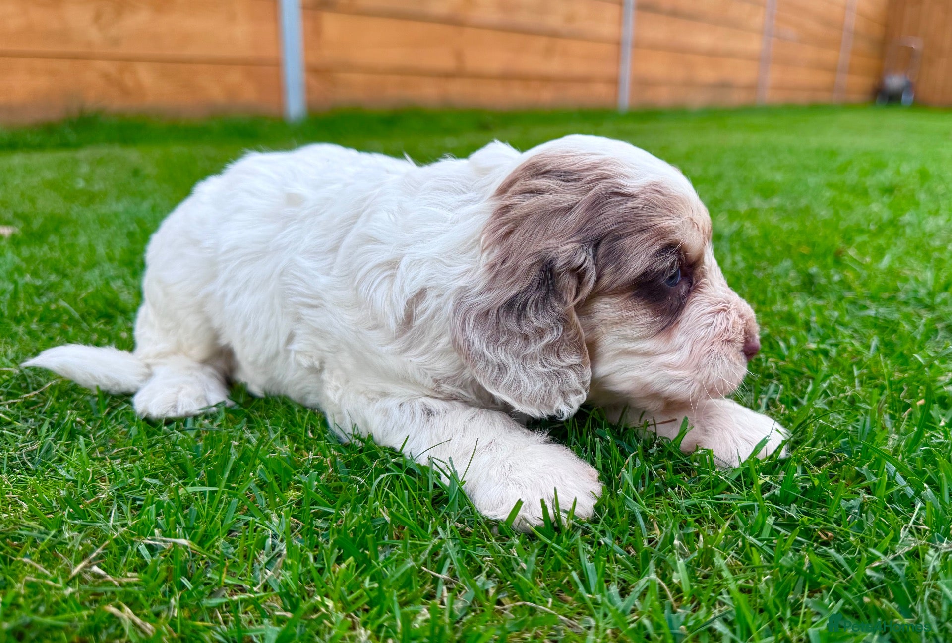 Cockapoo dogs Cockapoo Babies 🐾🐾🐾 - Advert 2