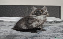 Maine Coon cats for sale: European Maine coon Kittens - Image 12
