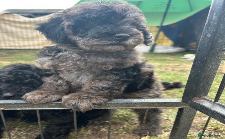 Miniature Poodle dogs - Advert 7