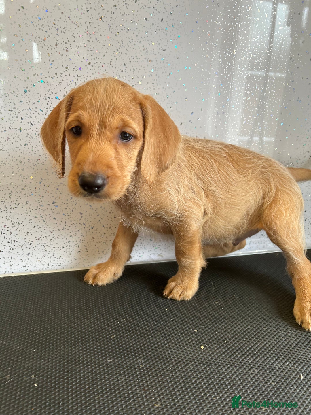 Mixed Breed dogs for sale: Stunning vizapoo puppies  - Image 14