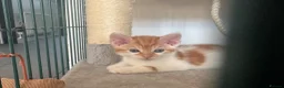 Mixed Breed cats for sale: 4 kittens looking for their forever home - Advert 4